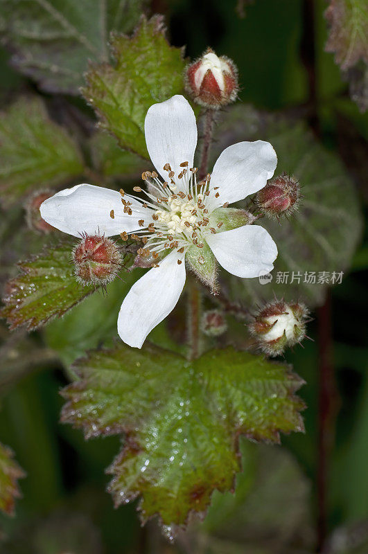 加州黑莓，Rubus ursinus，北加州海岸的俄罗斯峡谷州立公园;分类家族蔷薇科